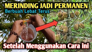 Download Lagu Permanen Berbuah Lebat Sepanjang Musim Setelah Menggunakan Cara ini !! MP3