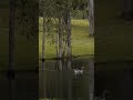 86 Crampton Drive Woodford QLD 4514