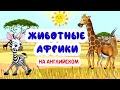 ЖИВОТНЫЕ Африки на АНГЛИЙСКОМ