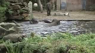 oktober 2009 olifantje Tonya valt in het water in dierentuin Blijdorp