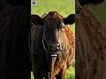 cute cow's 🐄