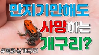 만지기만해도 죽을 수도 있는 개구리가 있다고?-독화살개구리 [코코보라 지식인]