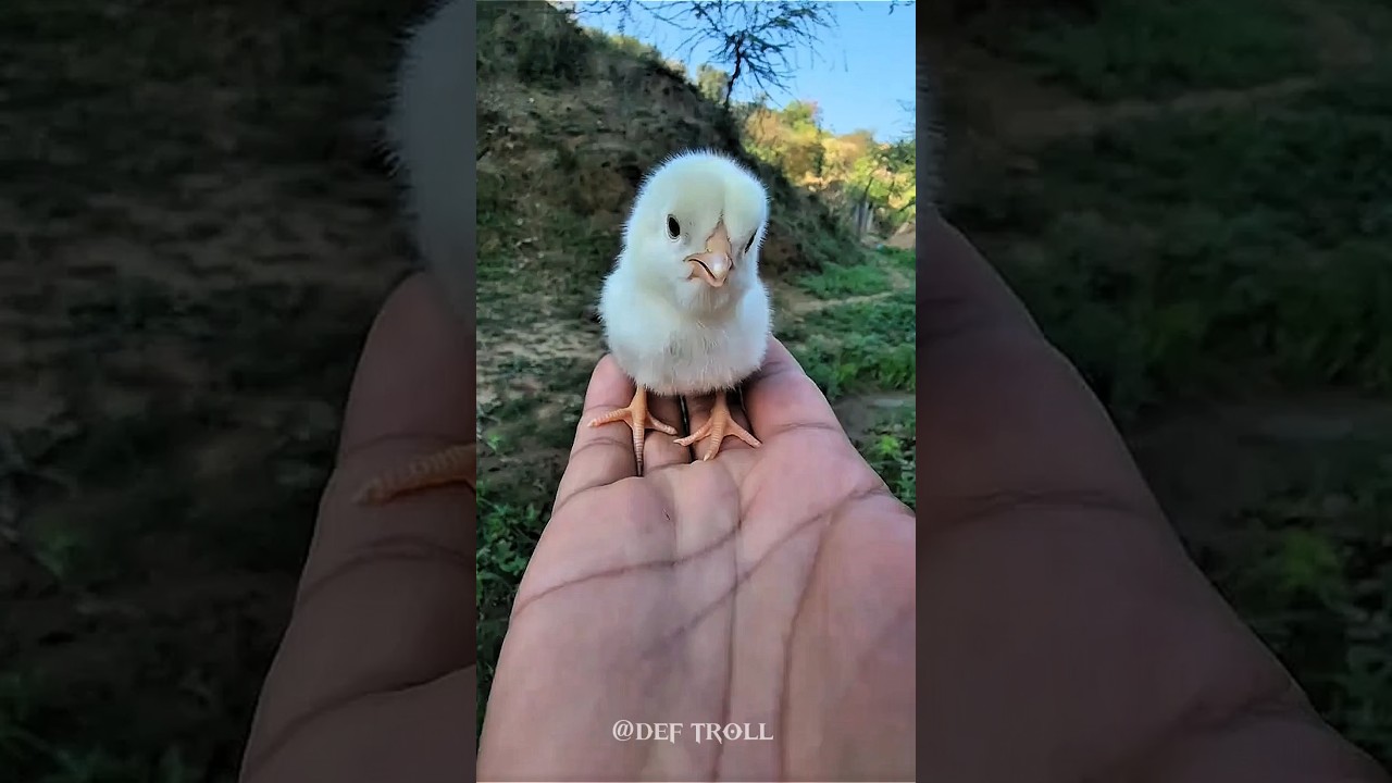 прекрасное преображение животных 