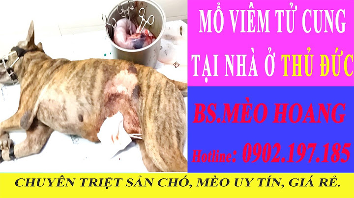 Vì sao chó bị viêm tử cung