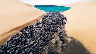 This Is Why Desert Fish Die in the Water If they Don