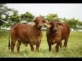 Como Criar Cebú Brahman Rojo - Mejor Genética Mundial TvAgro por Juan Gonzalo Angel