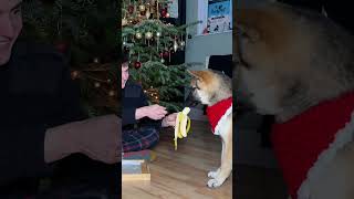 Puppy Tries New Food