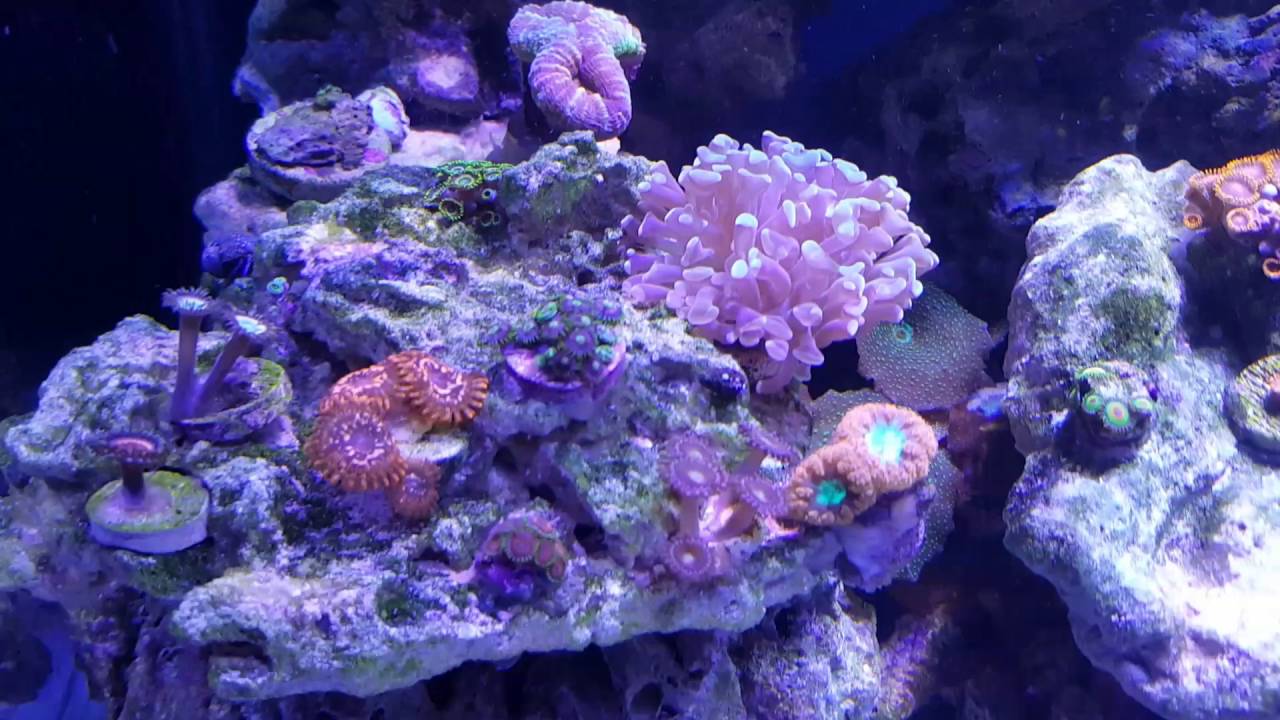 55 Gallon Reef Tank Upgrade  (Day Version)