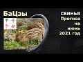 СВИНЬЯ прогноз на июнь 2021 от Анны Зайцевой