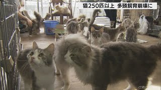 猫２５０匹以上を飼育し多頭飼育崩壊に　飼い主の男性は入院中　愛知・岡崎市