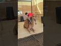 Big Camel Qurbani Video Allahuakbar Islamic Shorts Viralvideo 