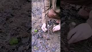 Trial Trap#Bushcraft #Trap #Survival