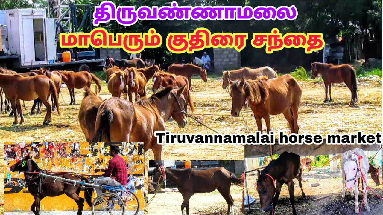 திருவண்ணாமலை மாபெரும் குதிரை சந்தை / Thiruvannamalai karthigai deepam biggest horse market