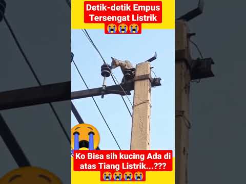 Ya Allah...!!! 😭Detik Detik empus Tersengat Listrik 😭😭😭 #shorts #short #viral #animals #kucing