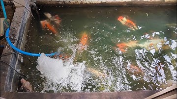 ประวิทย์ มไหศวรรค์ - ดูหน้างานเพื่อเตรียมการย้ายตู้ปลา + ปรับปรุงระบบ Overflow + บ่อปลาคาร์พ Set 2