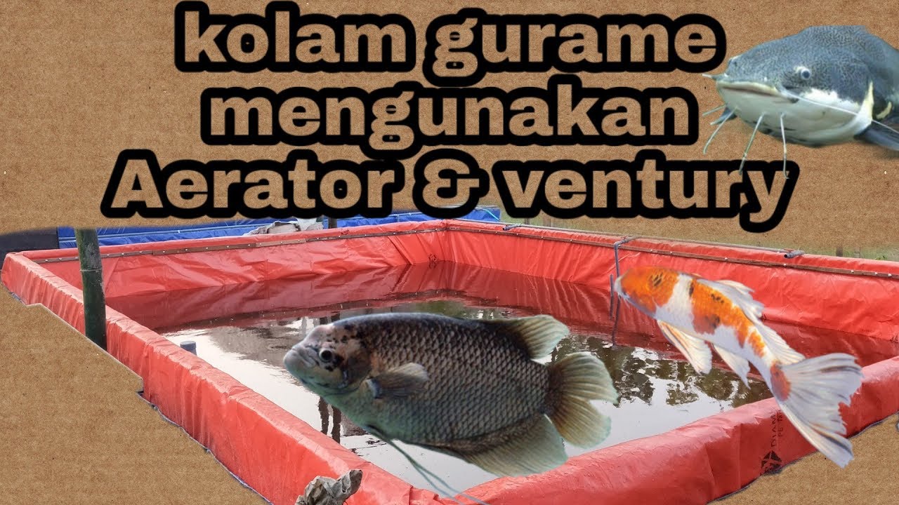 KOLAM GURAME,LELE MENGUNAKAN AERATOR & VENTURI
