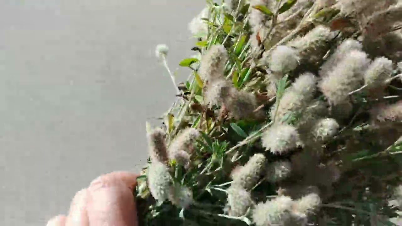 ДОБЕЛЕ 2 ИЛИ ГАРДЕНЕ ЛАТВИЯ#латвия #добеле#гардене#сухоцвет