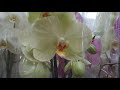 Обзор орхидей в ОБИ тц Фантастика 🍀🌺🌿(17.09.2020)Нижний Новгород