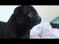 Black pug puppy