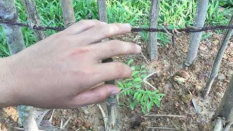 Cây Mắc Mật giống, nên trồng thế nào và ở đâu - kinh tế từ cây mắc Mật | Nắng Quảng Bình