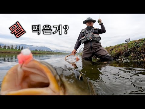 가을 잉어는 떠오른다. - 2025 Fly Fishing Ep14(carp On The Fly 잉어 플라이 낚시) With Clova Dubbing