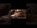 Puppies 🥰😍 #animation #funny #puppy #adorable #cutepuppy #shorts #dogs #ai #pets #mansbestfriend