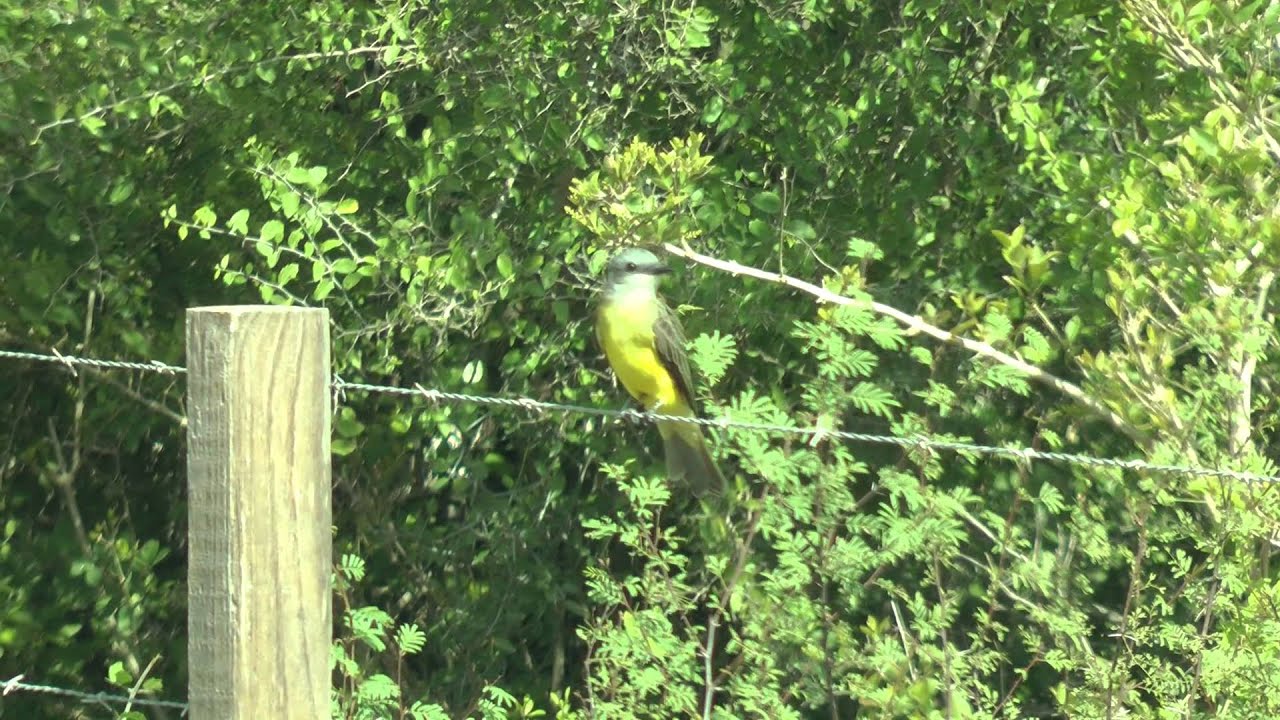 video phone beyonce mp3 King bird Laguna Atascosa NWR, Los Fresnos Texas 2012-08-26