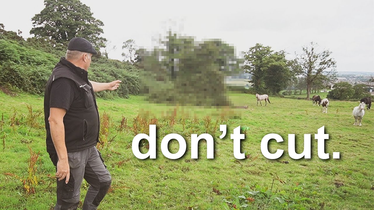 Why you shouldn t cut a fairy tree irish folklore youtube