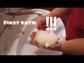 Little kitten first bath