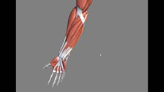 Antebrazo- Primer y segundo radial (extensores radiales del carpo)