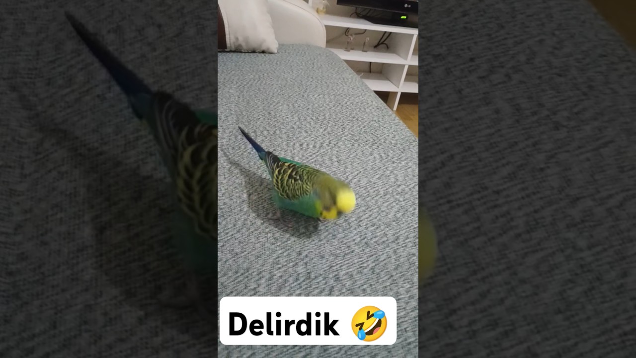 Çıldırdık 🤣 #muhabbetkuşufıstık #muhabbetkuşu #muhabbetkuslari #birds #blackfacebudgie #kuslar