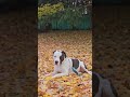 Pittie in the fall before the snow. #pitbull #bully #doglover #pittie #bulldog #staffy #dogo