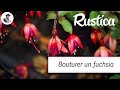 Bouturer un fuchsia