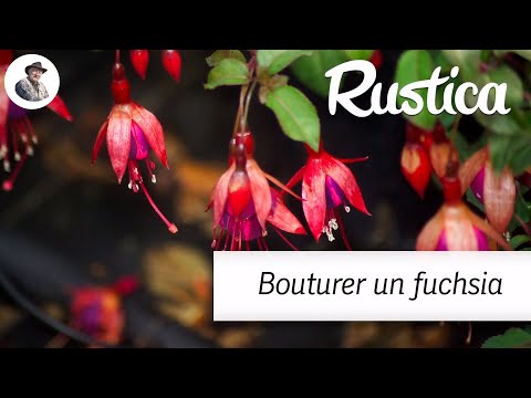 Vidéo: Reproduction Du Fuchsia Par Bouturage à Domicile : Caractéristiques Des Boutures à L'automne. Comment Enraciner Et Propager Le Fuchsia ? Les Subtilités Et Les Secrets De La Culture