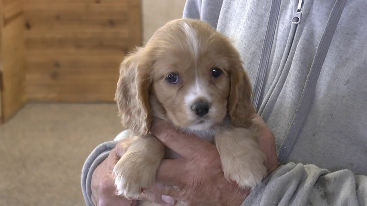 cockalier puppies near me