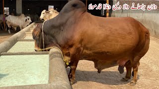 Homemeade Desi Fattening Wanda Formula for Qurbani Animals ll Bulls of Chauhudary Cattle Farm