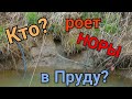 Кто роет норы в пруду?!                            Who digs holes in the pond?!