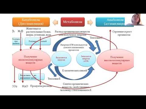 Что такое обмен веществ (катаболизм + анаболизм)