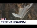 Ashippun tree vandalism | FOX6 News Milwaukee