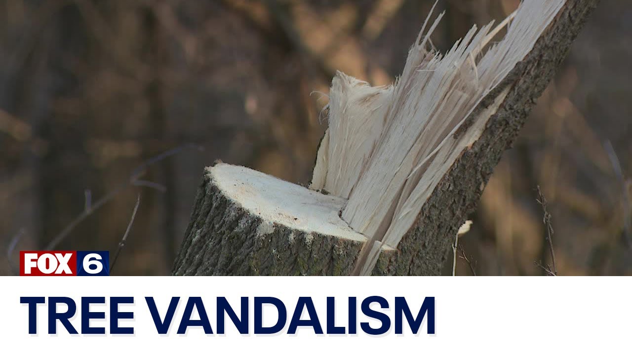 Ashippun tree vandalism FOX6 News Milwaukee YouTube