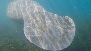 MANATEE: The rarest and most incredible animal you will ever see | NATURE, ANIMALS, DOCUMENTARY