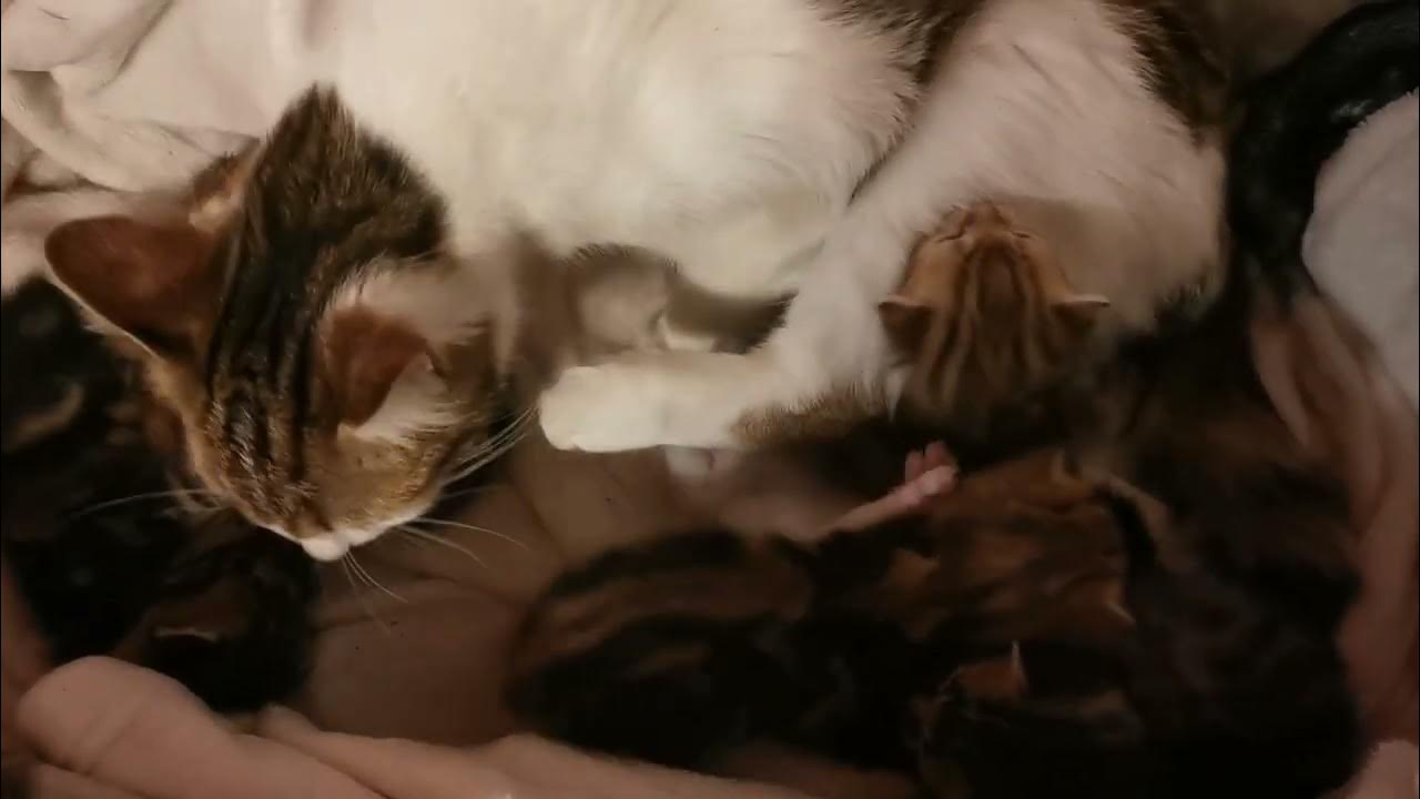 Chatons 15 jours YouTube