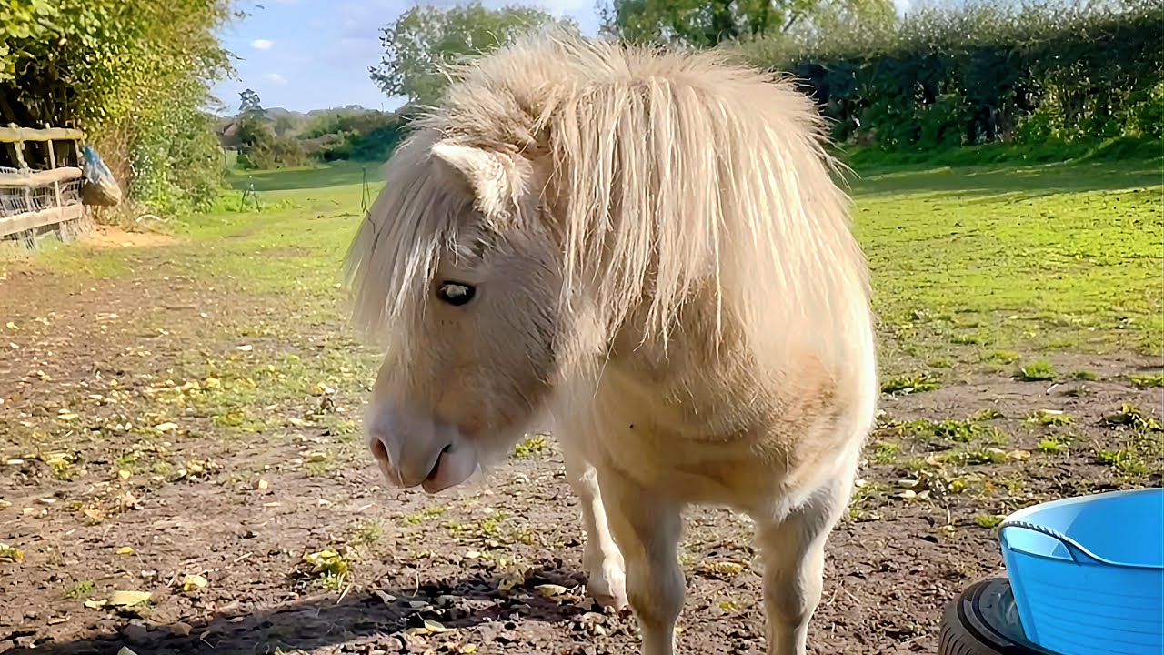 Shetland Ponies: Best Cute Bits 3 
