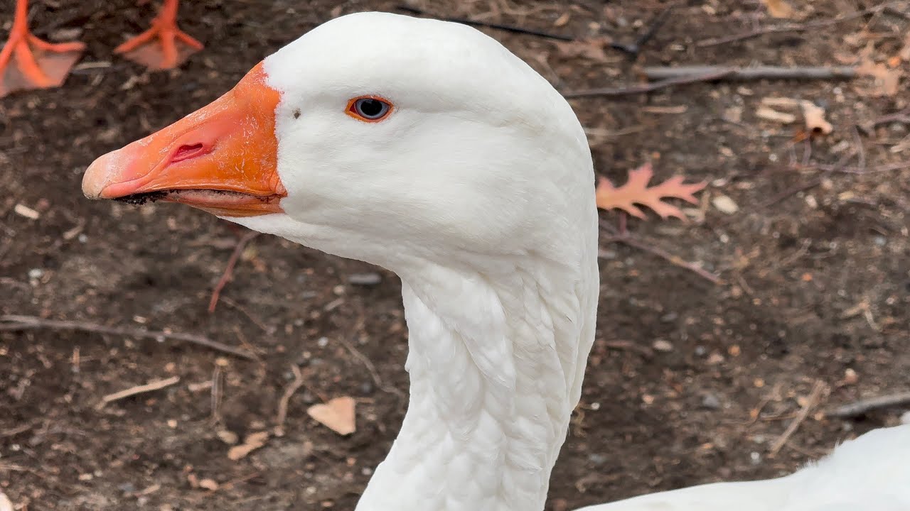 Embden Geese, Resident Canada Geese & Mallards Feeding On Corn/Grains Session December 7, 2025