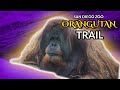 Orangutan Trail |  San Diego Zoo