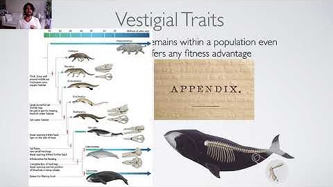 Lecture 2.1: Simple Mechanics and Complex Dynamics
