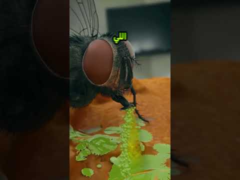 لما دبانه تقف على اكلك