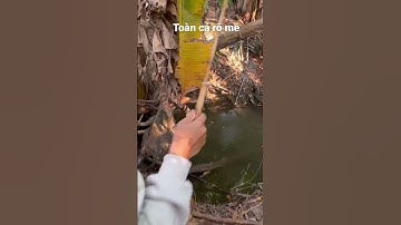 Cá Rô Ăn Liên Tục #câucárôđồng #caucaro