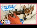 Lady Finds A Tiny, Lost Baby Deer In The Forest | Rescued! | Dodo Kids