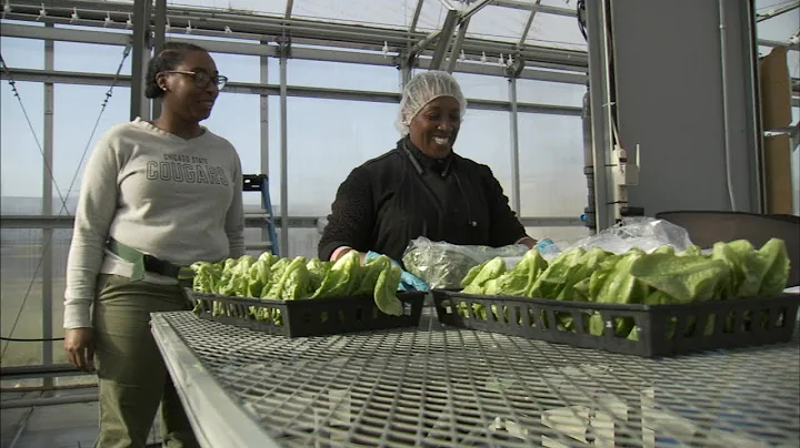 Legal marijuana in Illinois: Social equity applica...